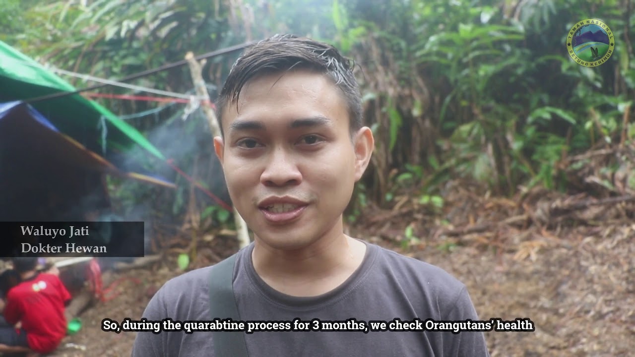 Realease Orangutan di Sub DAS Mendalam Taman Nasional Betung Kerihun dan Danau Sentarum