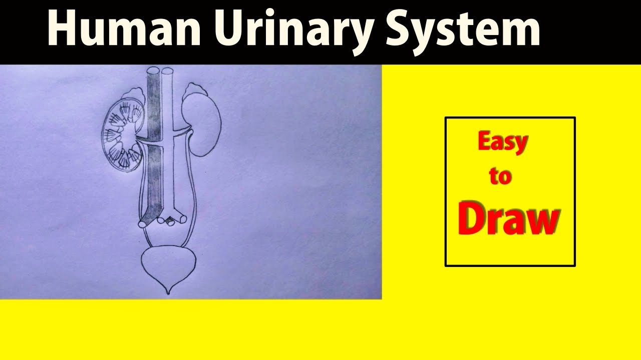 Share 114+ urinary system drawing