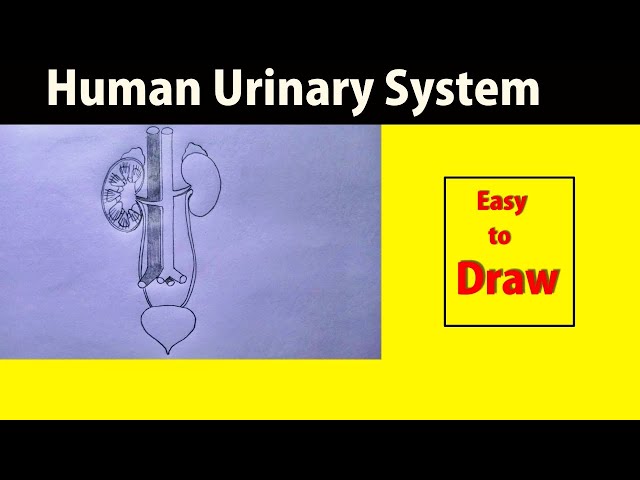 Human Urinary System Kidneys Bladder Anatomy Stock Illustration by  ©magicmine #619379998