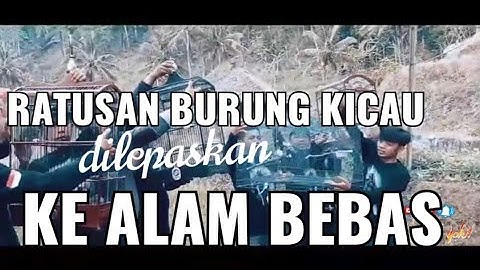 Rilis ratusan burung kicau ke alam liar//SALAM LESTARI