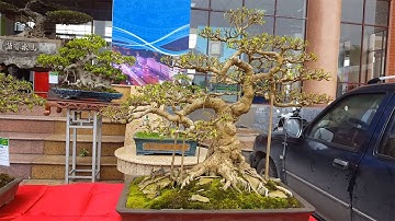 Triển Lãm Cây Cảnh Tỉnh Bắc Ninh - Phần 2