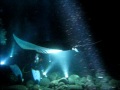 Manta Ray night dive, Hawaii 2011