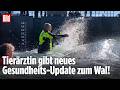 WAL TIMMY: Gesundheits-Update von der Tierärztin! SO geht es dem Buckelwal in der Barge