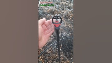 Béc mk99 tưới gốc, 2 tầng nước  #quyetbectuoi