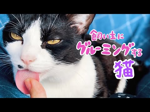 愛情表現が可愛すぎる猫のグルーミング｜?ASMR CAT