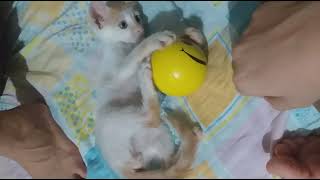 kitten playing with ball ! by pets swag 561 views 2 years ago 1 minute