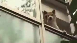 Prikol Gülməli Mırt