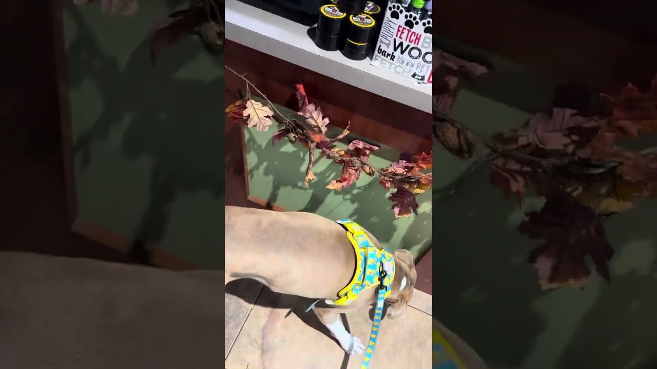 Otis at three dog bakery!