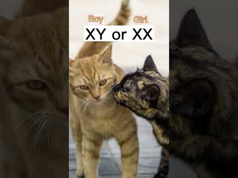 Video: Är alla orange katter tabbies?