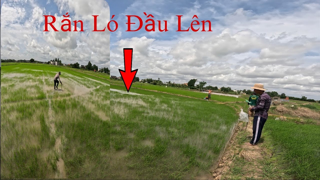 Chủ Ruộng hoảng Hồn Khi Gặp Con Rắn Bò Ngang|| Tâm Vện Vlog# 28 