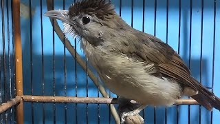 PANCINGAN KAPAS TEMBAK BAHAN‼️SUARA MERANGSANG BUNYI 