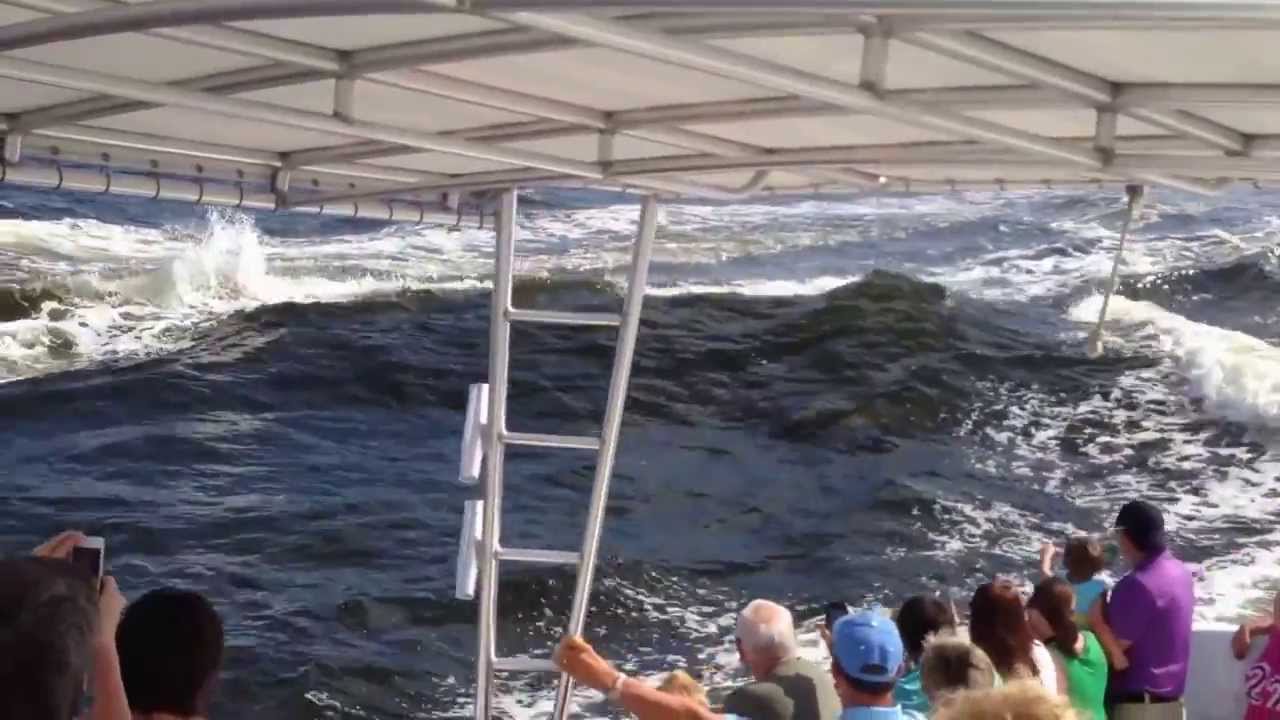 Dolphins swimming around our cruise ship in Gulf Shores, Alabama YouTube