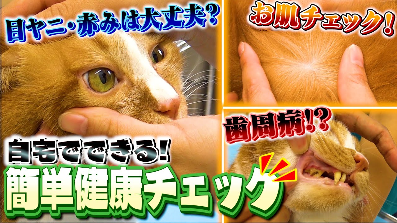 自宅で簡単 ねこちゃんの健康チェック Youtube 自宅で簡単 ねこちゃんの健康チェック Youtube