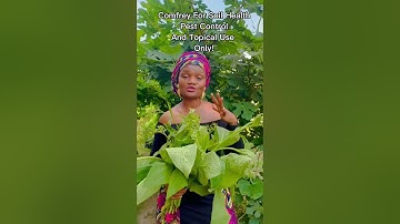 Comfrey! Natural Healthy Skin Solution! Helps with Pest Control and Soil Health! #skincare #soil