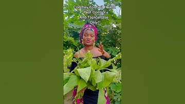 Comfrey! Natural Healthy Skin Solution! Helps with Pest Control and Soil Health! #skincare #soil