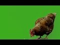 Gambar cover Chicken on Green screen