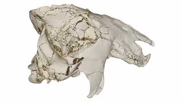 Virtual reconstruction of cranium of Vintana sertichi