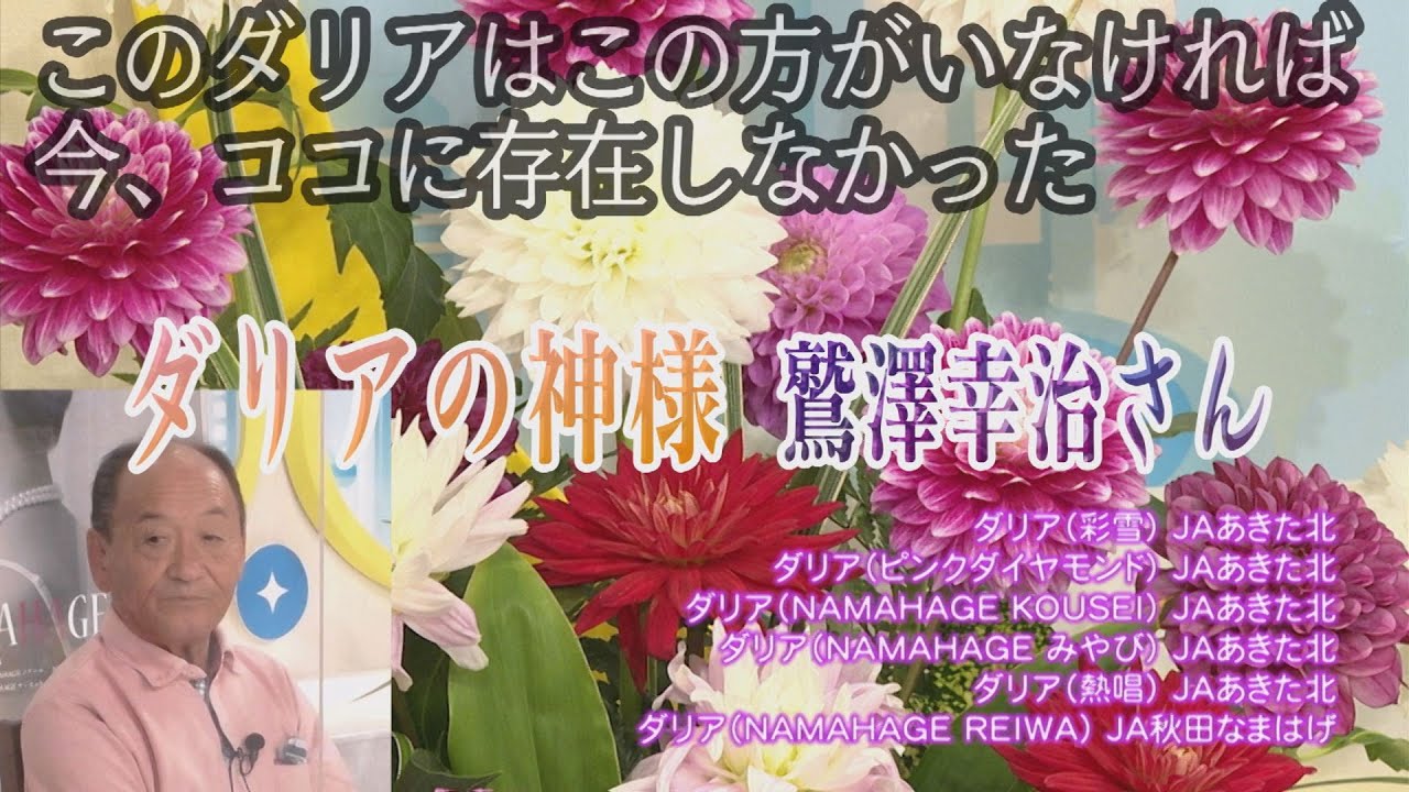 ダリアブームがここにあった鷲澤幸治さんを迎えて秋田からダリアを世界へ Youtube