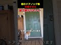 こんなネコちゃん達が家に来たらどうする？