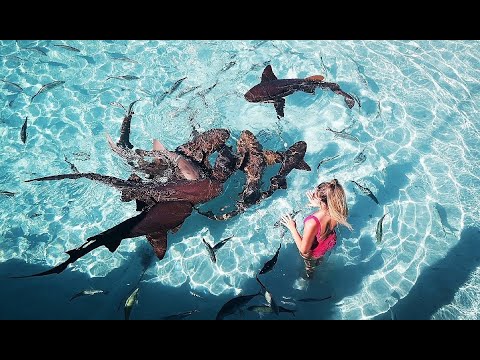 Compass Cay | Sharks Bahamas