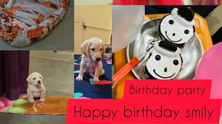 Happy birthday to you smily the labrador trending #viral #dog #doglover #puppy #labrador #shortvideo