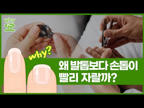 [<strong>Why요</strong>?] 왜 발톱보다 손톱이 빨리 자랄까?