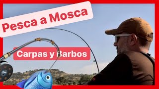 Pesca de Carpas y barbos a Mosca