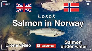 ‼️Łososie w Norweskich rzekach‼️Salmon in Norwegian rivers #fishing #łosoś #norwegia #salmon #trout