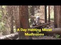 Gone Hunting For Morel Mushrooms!