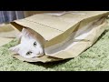 宅配袋を寝袋にするネコｗ