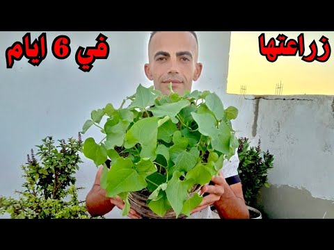 أسهل بذور ممكن تزرعها موجودة عندك بالمطبخ بعد أسبوع تصبح هكذا ولا تحتاج أي عناية بذور الفاصوليا