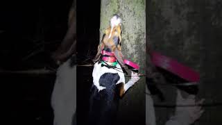 Treeing Walker Coonhound Holly.