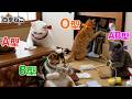 【血液型あるある】 大掃除・部屋の片付け方🐱🧹【四季ねこ】