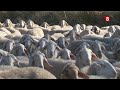 &#39;Un Paseo por Palencia&#39; PAREDES, CUNA DEL OVINO