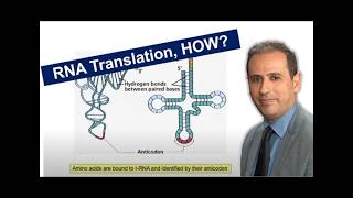 mRNA Translation: How Proteins Are Made