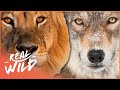 The Kings And Queens Of The Animal Kingdom | Wild Ones | Real Wild