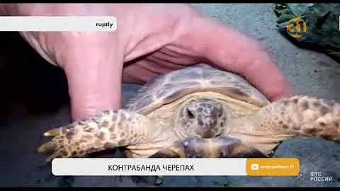 Более 4 тысяч живых черепах под видом капусты пытались провезти из Казахстана в Россию
