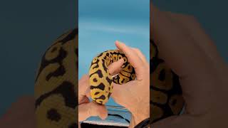 Gess the morphs #ballpython #rikersreptiles #morph