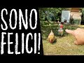 Come VANNO tenute le GALLINE