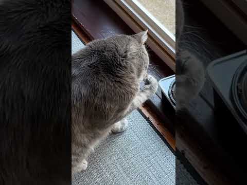 Cat eats using
