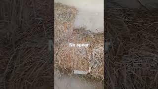 #no_spear #just_prepare