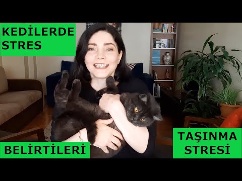 Video: Insülin Mi? Oraya Gitmektense Kedimi Ötanazi Yaptırırım (ve Diğer Stresli Diyabetik Kedi Karşılaşmaları)