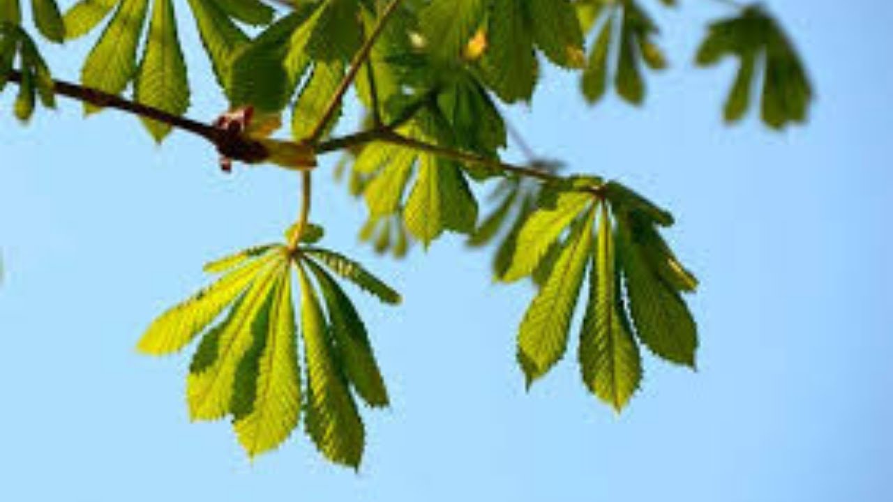 Аудиозапись листья. Красивые листья. Клен с фиолетовыми листьями. Клен летом и осенью. Куст с фиолетовыми кленовыми листьями.