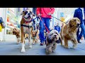 How do dogs make friends  pets wild at heart  bbc earth