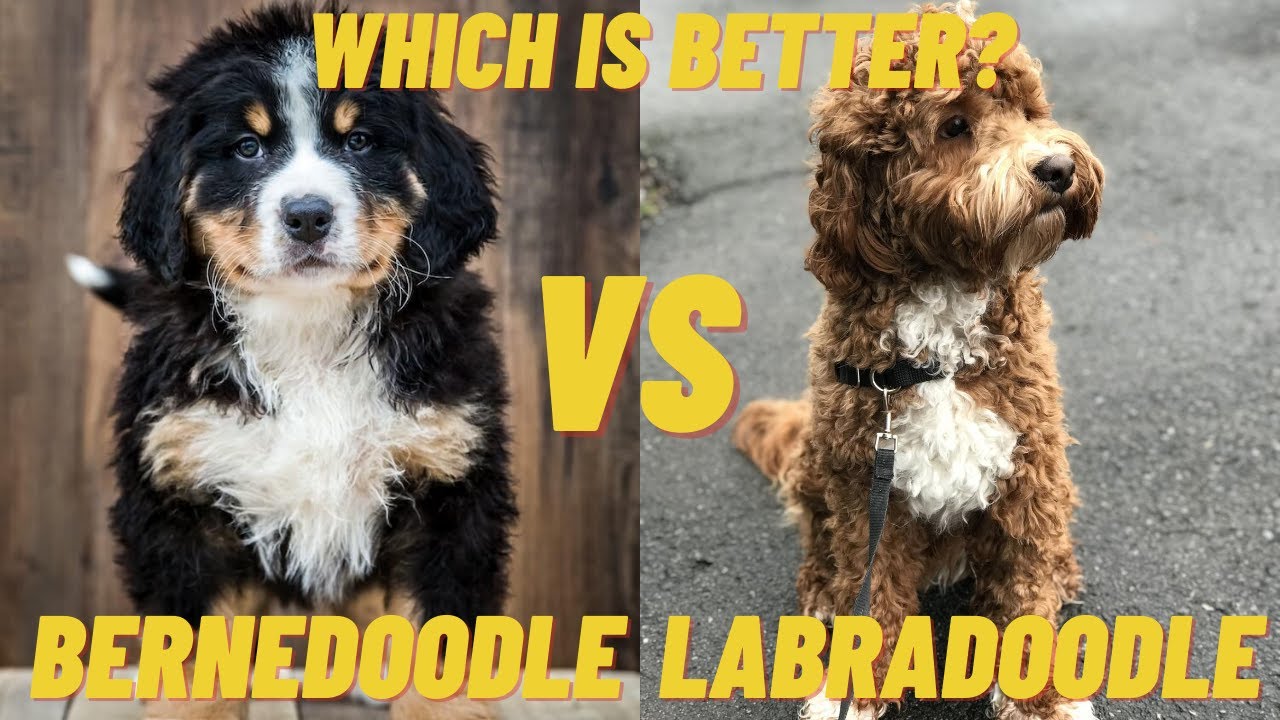 bernese mountain dog labradoodle