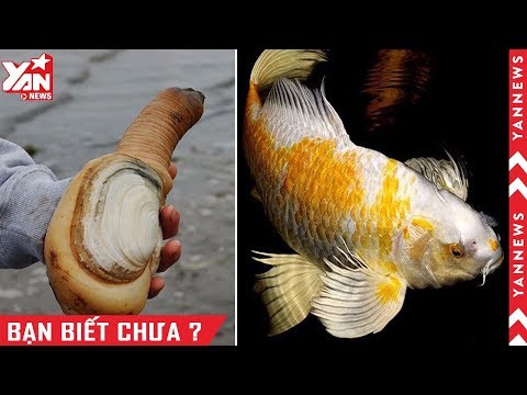 Video: Cá Chép Sống được Bao Nhiêu Năm