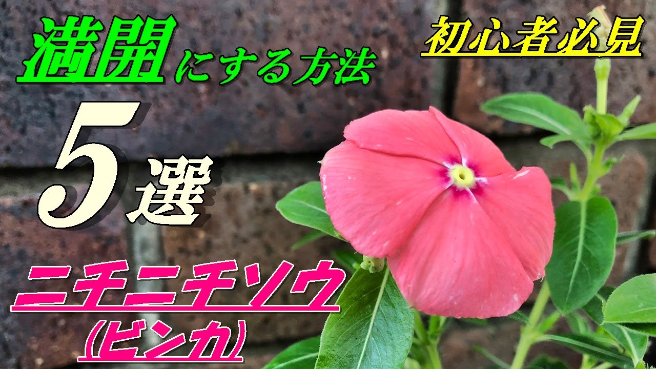 花 ニチニチソウ ビンカ の育て方 植え付け Youtube