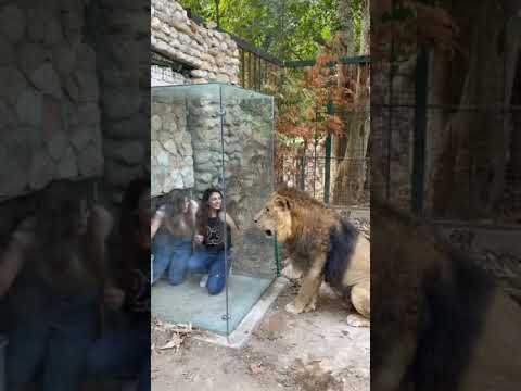 فيديو: أين حديقة حيوان بوتنوود بارك؟