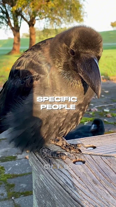 Crows: The Genius Birds of the Wild