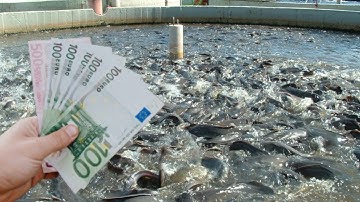 Unbelievable Tricks to Make Crazy Profits from Your Catfish Farm!